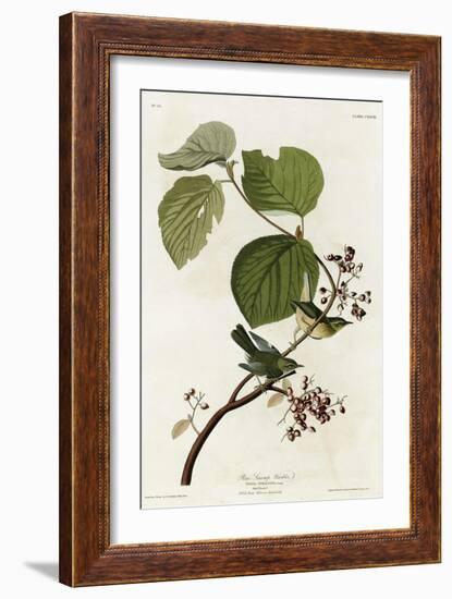 Pine Swamp Warbler-null-Framed Giclee Print