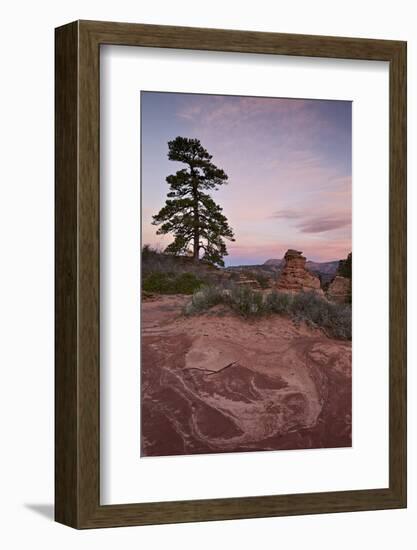 Pine Tree and Sandstone at Dawn with Pink Clouds-James Hager-Framed Photographic Print