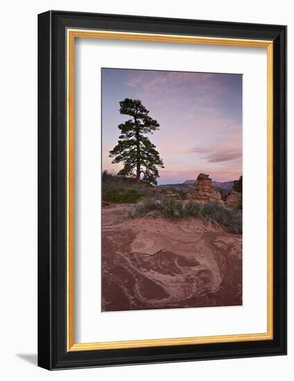 Pine Tree and Sandstone at Dawn with Pink Clouds-James Hager-Framed Photographic Print