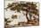 Pine-Tree at Matsushima-Ella Du Cane-Mounted Giclee Print