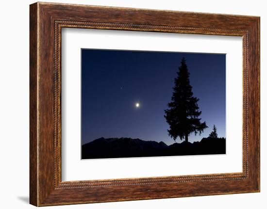 Pine Tree at Night with Moon Shining, on Stuoc Peak, Durmitor Np, Montenegro, October 2008-Radisics-Framed Photographic Print