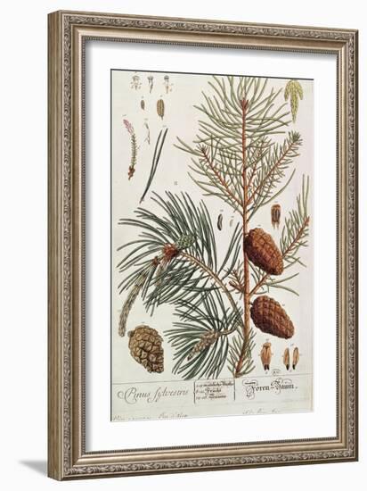 Pine Tree, from A Curious Herbal, Published in Nuremburg in 1757-Elizabeth Blackwell-Framed Giclee Print