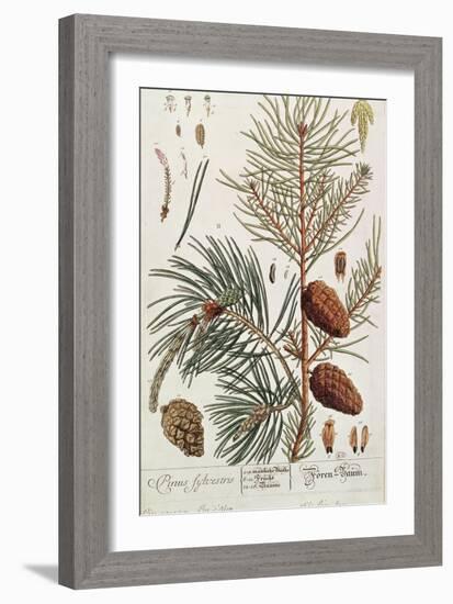 Pine Tree, from A Curious Herbal, Published in Nuremburg in 1757-Elizabeth Blackwell-Framed Giclee Print