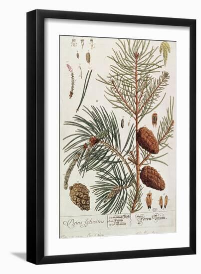 Pine Tree, from A Curious Herbal, Published in Nuremburg in 1757-Elizabeth Blackwell-Framed Giclee Print