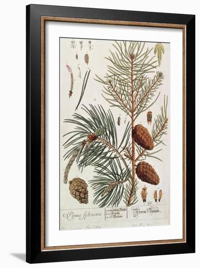 Pine Tree, from A Curious Herbal, Published in Nuremburg in 1757-Elizabeth Blackwell-Framed Giclee Print