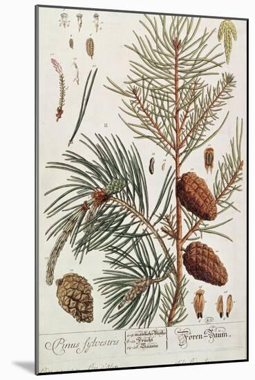 Pine Tree, from A Curious Herbal, Published in Nuremburg in 1757-Elizabeth Blackwell-Mounted Giclee Print