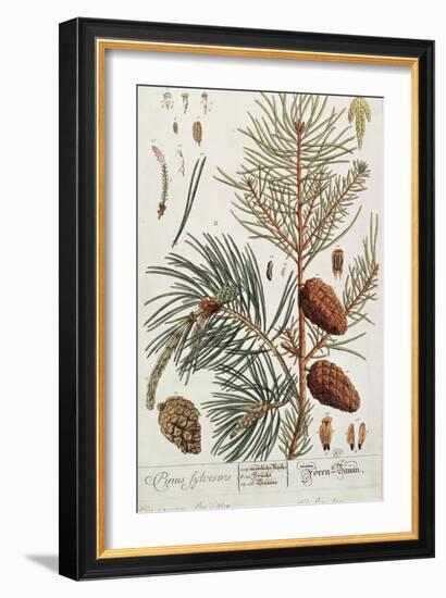 Pine Tree, from A Curious Herbal, Published in Nuremburg in 1757-Elizabeth Blackwell-Framed Giclee Print