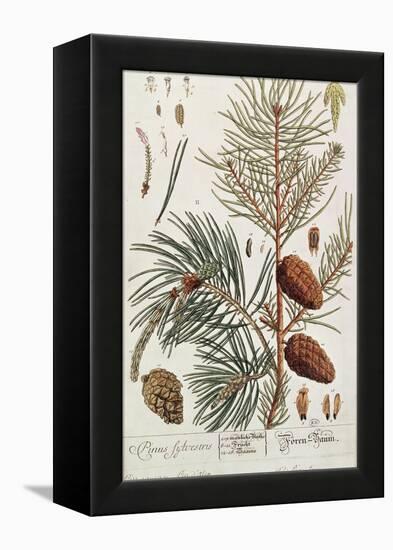 Pine Tree, from A Curious Herbal, Published in Nuremburg in 1757-Elizabeth Blackwell-Framed Premier Image Canvas