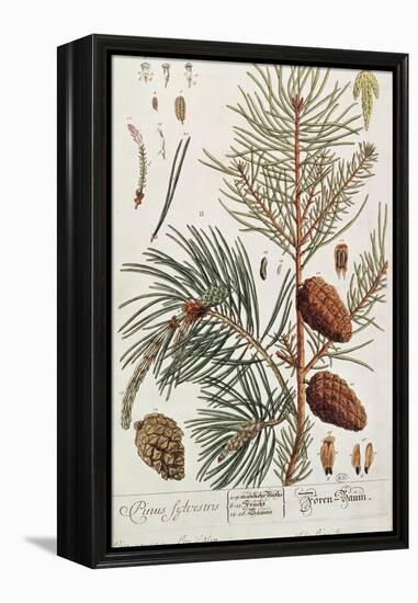 Pine Tree, from A Curious Herbal, Published in Nuremburg in 1757-Elizabeth Blackwell-Framed Premier Image Canvas