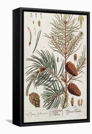 Pine Tree, from A Curious Herbal, Published in Nuremburg in 1757-Elizabeth Blackwell-Framed Premier Image Canvas