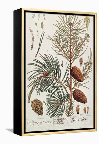 Pine Tree, from A Curious Herbal, Published in Nuremburg in 1757-Elizabeth Blackwell-Framed Premier Image Canvas