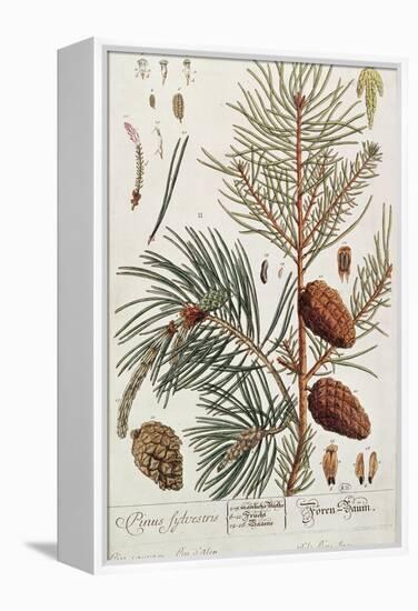 Pine Tree, from A Curious Herbal, Published in Nuremburg in 1757-Elizabeth Blackwell-Framed Premier Image Canvas