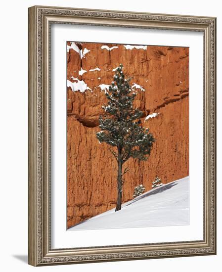 Pine Tree in Front of Red-Rock Face with Snow on the Ground, Dixie National Forest, North America-James Hager-Framed Photographic Print