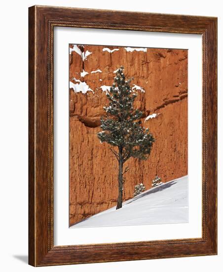 Pine Tree in Front of Red-Rock Face with Snow on the Ground, Dixie National Forest, North America-James Hager-Framed Photographic Print