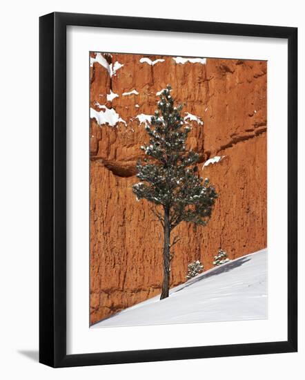 Pine Tree in Front of Red-Rock Face with Snow on the Ground, Dixie National Forest, North America-James Hager-Framed Photographic Print