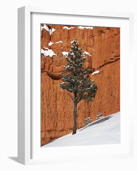 Pine Tree in Front of Red-Rock Face with Snow on the Ground, Dixie National Forest, North America-James Hager-Framed Photographic Print