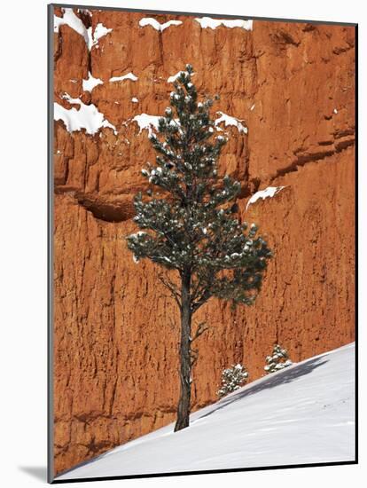 Pine Tree in Front of Red-Rock Face with Snow on the Ground, Dixie National Forest, North America-James Hager-Mounted Photographic Print