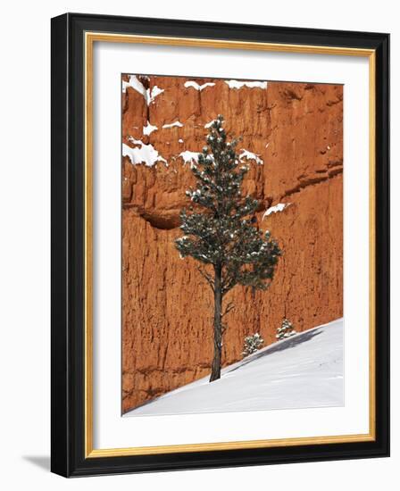 Pine Tree in Front of Red-Rock Face with Snow on the Ground, Dixie National Forest, North America-James Hager-Framed Photographic Print