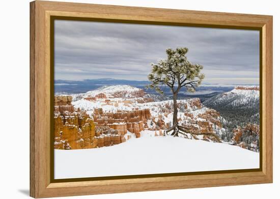 Pine tree in winter clings to the rim at Bryce Canyon National Park, Utah, USA-Panoramic Images-Framed Premier Image Canvas