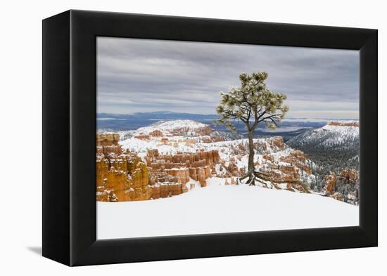 Pine tree in winter clings to the rim at Bryce Canyon National Park, Utah, USA-Panoramic Images-Framed Premier Image Canvas