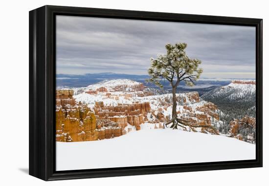 Pine tree in winter clings to the rim at Bryce Canyon National Park, Utah, USA-Panoramic Images-Framed Premier Image Canvas