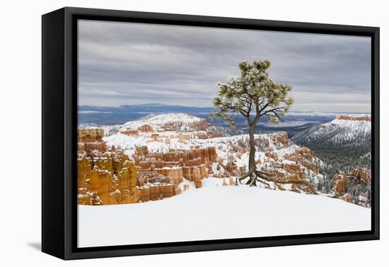 Pine tree in winter clings to the rim at Bryce Canyon National Park, Utah, USA-Panoramic Images-Framed Premier Image Canvas