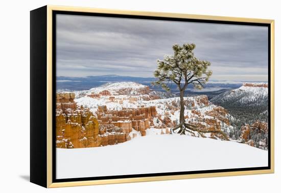 Pine tree in winter clings to the rim at Bryce Canyon National Park, Utah, USA-Panoramic Images-Framed Premier Image Canvas