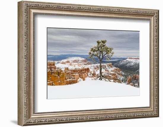 Pine tree in winter clings to the rim at Bryce Canyon National Park, Utah, USA-Panoramic Images-Framed Photographic Print