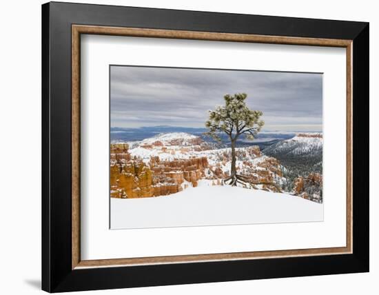 Pine tree in winter clings to the rim at Bryce Canyon National Park, Utah, USA-Panoramic Images-Framed Photographic Print