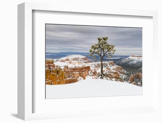 Pine tree in winter clings to the rim at Bryce Canyon National Park, Utah, USA-Panoramic Images-Framed Photographic Print