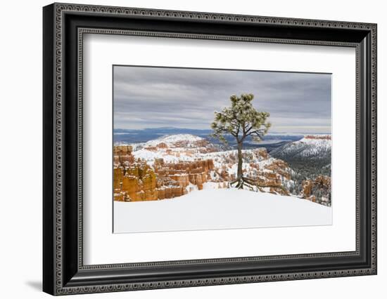 Pine tree in winter clings to the rim at Bryce Canyon National Park, Utah, USA-Panoramic Images-Framed Photographic Print