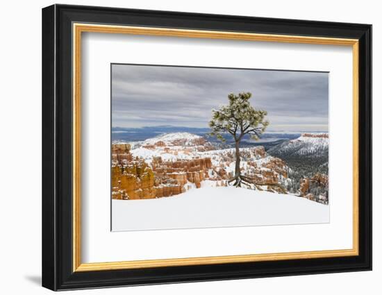 Pine tree in winter clings to the rim at Bryce Canyon National Park, Utah, USA-Panoramic Images-Framed Photographic Print