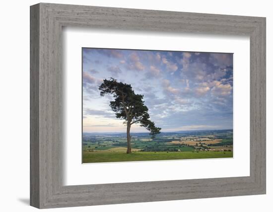 Pine Tree on Raddon Hill, Looking over Agricultural Countryside, Mid Devon, England. Summer-Adam Burton-Framed Photographic Print