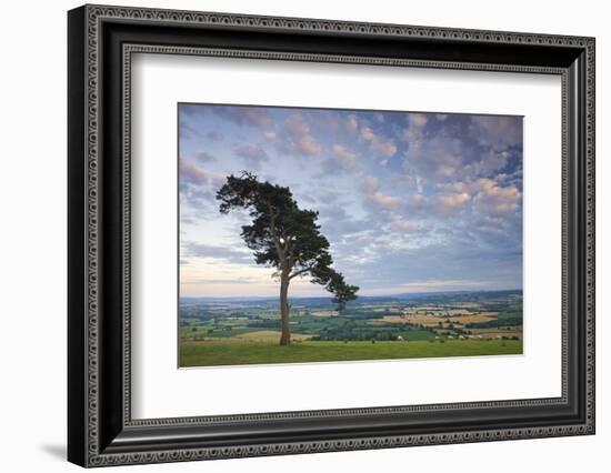 Pine Tree on Raddon Hill, Looking over Agricultural Countryside, Mid Devon, England. Summer-Adam Burton-Framed Photographic Print