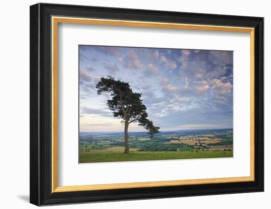 Pine Tree on Raddon Hill, Looking over Agricultural Countryside, Mid Devon, England. Summer-Adam Burton-Framed Photographic Print