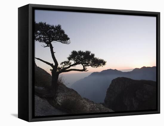 Pine Tree Silhouetted at Dusk on Lushan Mountain, Jiangxi Province-Christian Kober-Framed Premier Image Canvas