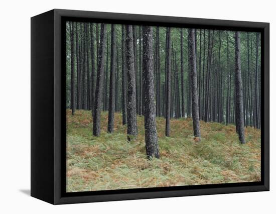 Pine Tree Trunks, Landes Forest, Near Lit Et Mixe, Landes, Aquitaine, France-Michael Busselle-Framed Premier Image Canvas