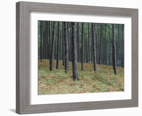 Pine Tree Trunks, Landes Forest, Near Lit Et Mixe, Landes, Aquitaine, France-Michael Busselle-Framed Photographic Print