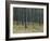 Pine Tree Trunks, Landes Forest, Near Lit Et Mixe, Landes, Aquitaine, France-Michael Busselle-Framed Photographic Print