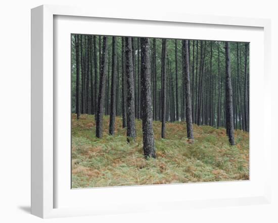 Pine Tree Trunks, Landes Forest, Near Lit Et Mixe, Landes, Aquitaine, France-Michael Busselle-Framed Photographic Print