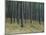 Pine Tree Trunks, Landes Forest, Near Lit Et Mixe, Landes, Aquitaine, France-Michael Busselle-Mounted Photographic Print