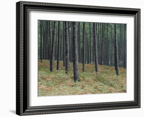 Pine Tree Trunks, Landes Forest, Near Lit Et Mixe, Landes, Aquitaine, France-Michael Busselle-Framed Photographic Print