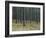 Pine Tree Trunks, Landes Forest, Near Lit Et Mixe, Landes, Aquitaine, France-Michael Busselle-Framed Photographic Print