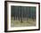 Pine Tree Trunks, Landes Forest, Near Lit Et Mixe, Landes, Aquitaine, France-Michael Busselle-Framed Photographic Print