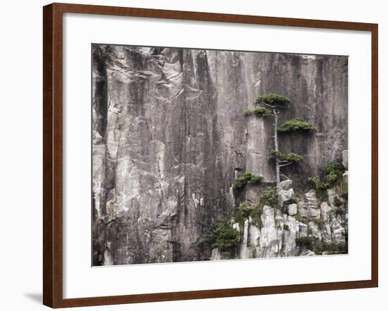 Pine Tree, White Cloud Scenic Area, Mount Huangshan (Yellow Mountain), Anhui Province-Jochen Schlenker-Framed Photographic Print
