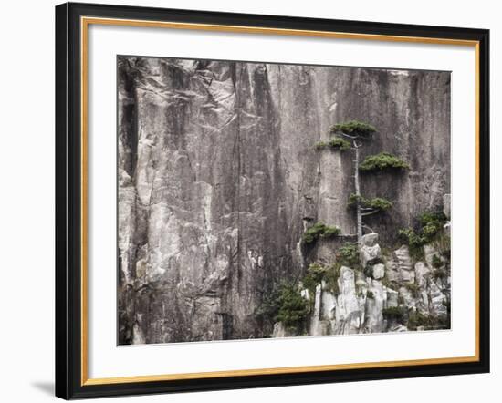 Pine Tree, White Cloud Scenic Area, Mount Huangshan (Yellow Mountain), Anhui Province-Jochen Schlenker-Framed Photographic Print