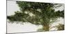 Pine Tree-Micheal Zarowsky-Mounted Giclee Print