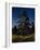 Pine Tree-Arkhip Ivanovich Kuindzhi-Framed Giclee Print