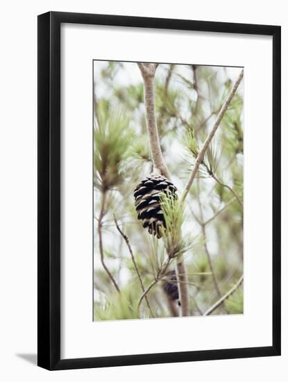 Pine trees and cones-Nadja Jacke-Framed Photographic Print