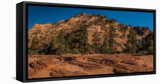 Pine trees and sandstone cliffs, Zion National Park, Utah, USA-null-Framed Premier Image Canvas